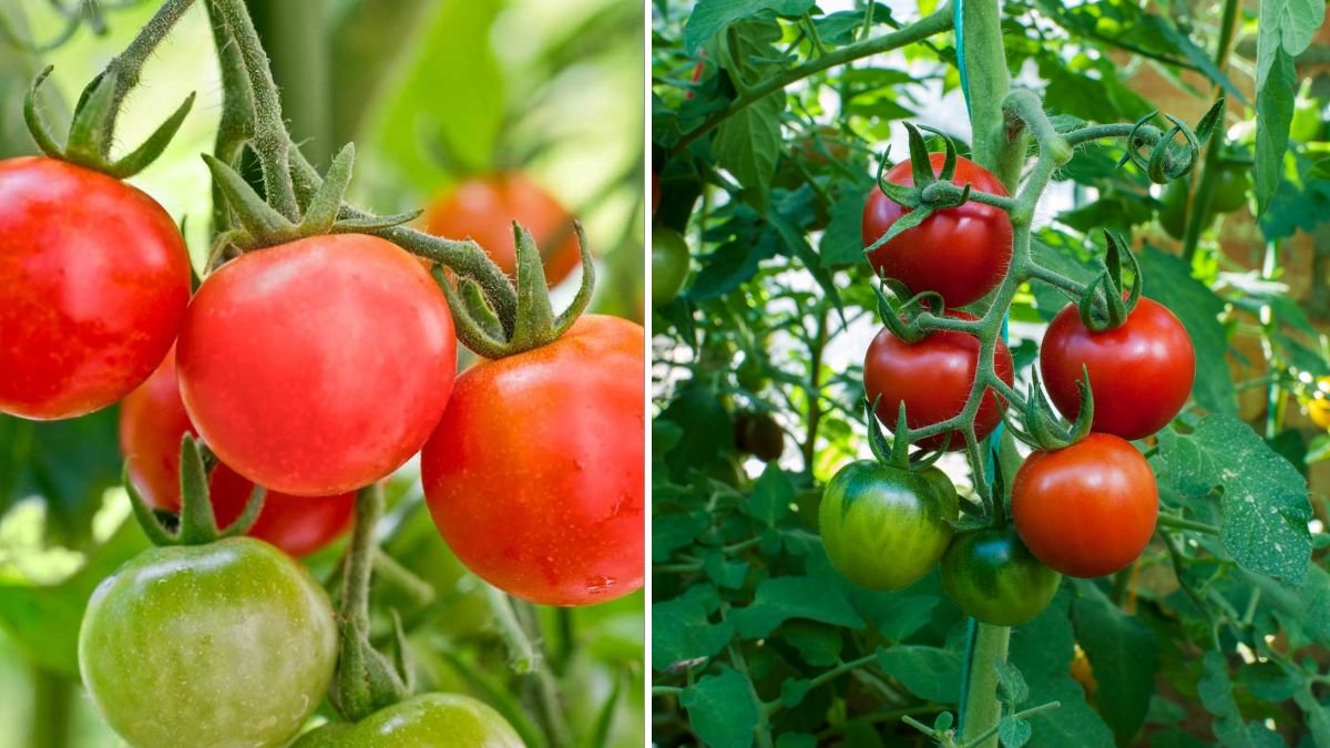 25 Expert Tips for Tomato Plants to Boost Growth, Flowers, and Heavy Fruit Production Naturally