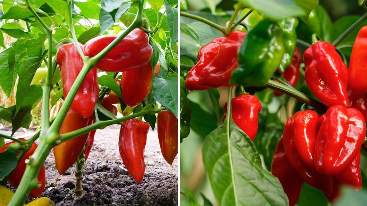Increase Pepper Production Naturally: Expert Gardening Methods for Higher Yields and Healthier Plants