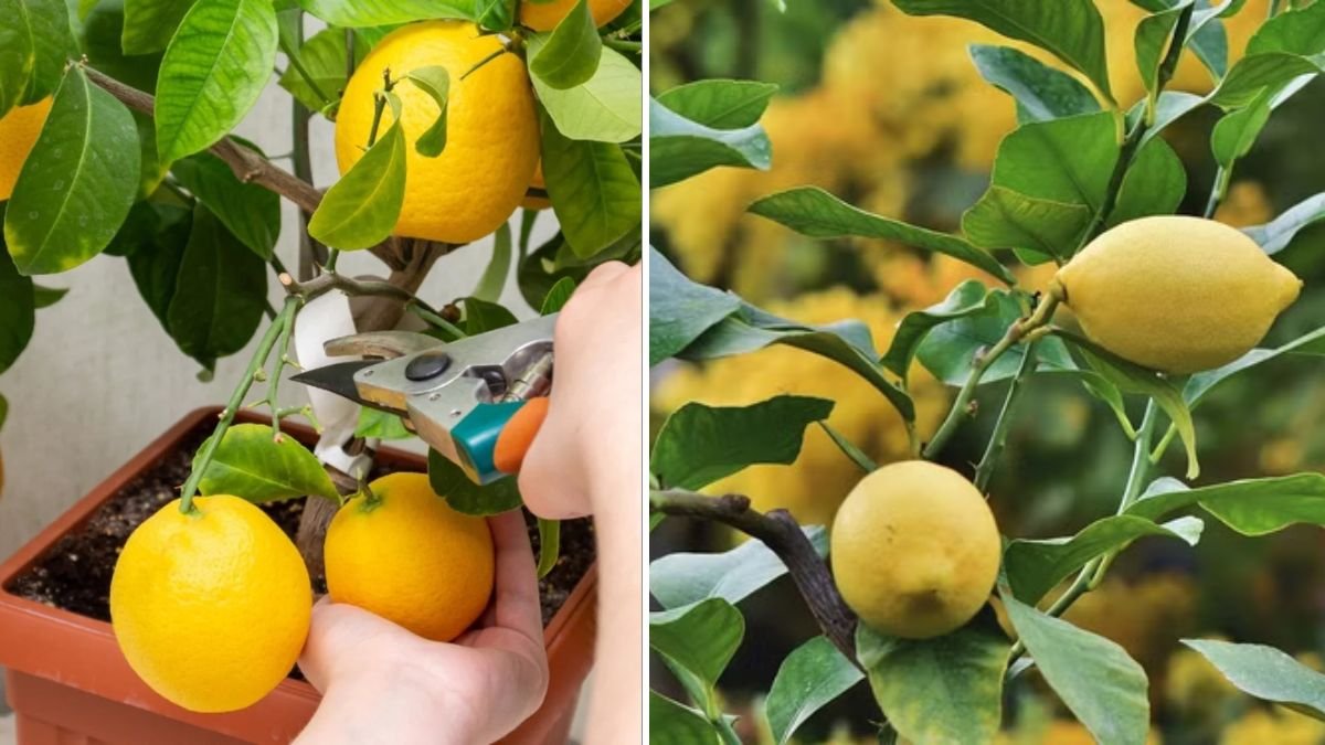 How to Make Lemon Tree Cuttings Successfully at Home for Fast Rooting and Healthy Growth