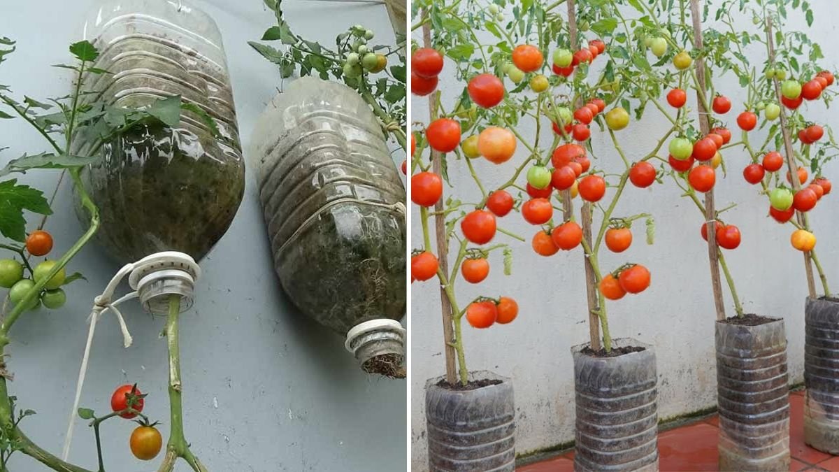 Grow Tomatoes Fast in Plastic Bottles | Quick Harvest Method for Urban Gardens