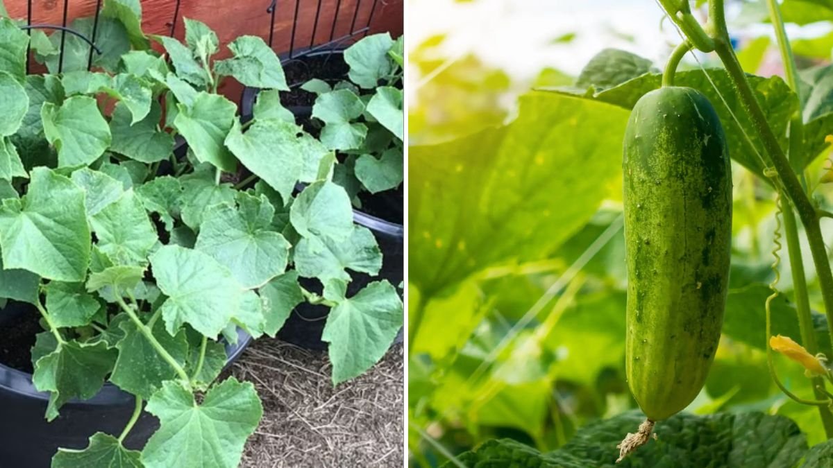 No Garden? No Problem! Growing Cucumbers Without a Garden