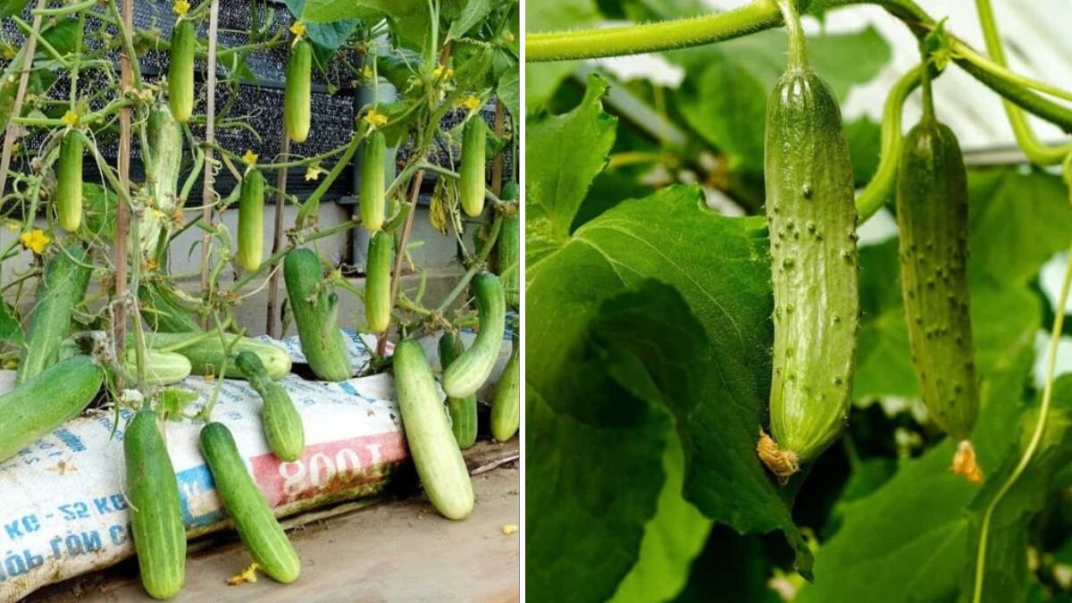 Growing Cucumbers Easily in Containers – Surprising Yield!
