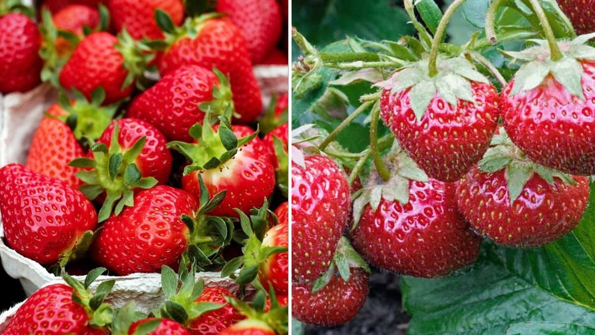 How to Grow Strawberries at Home: Easy Tips for a Bountiful Harvest