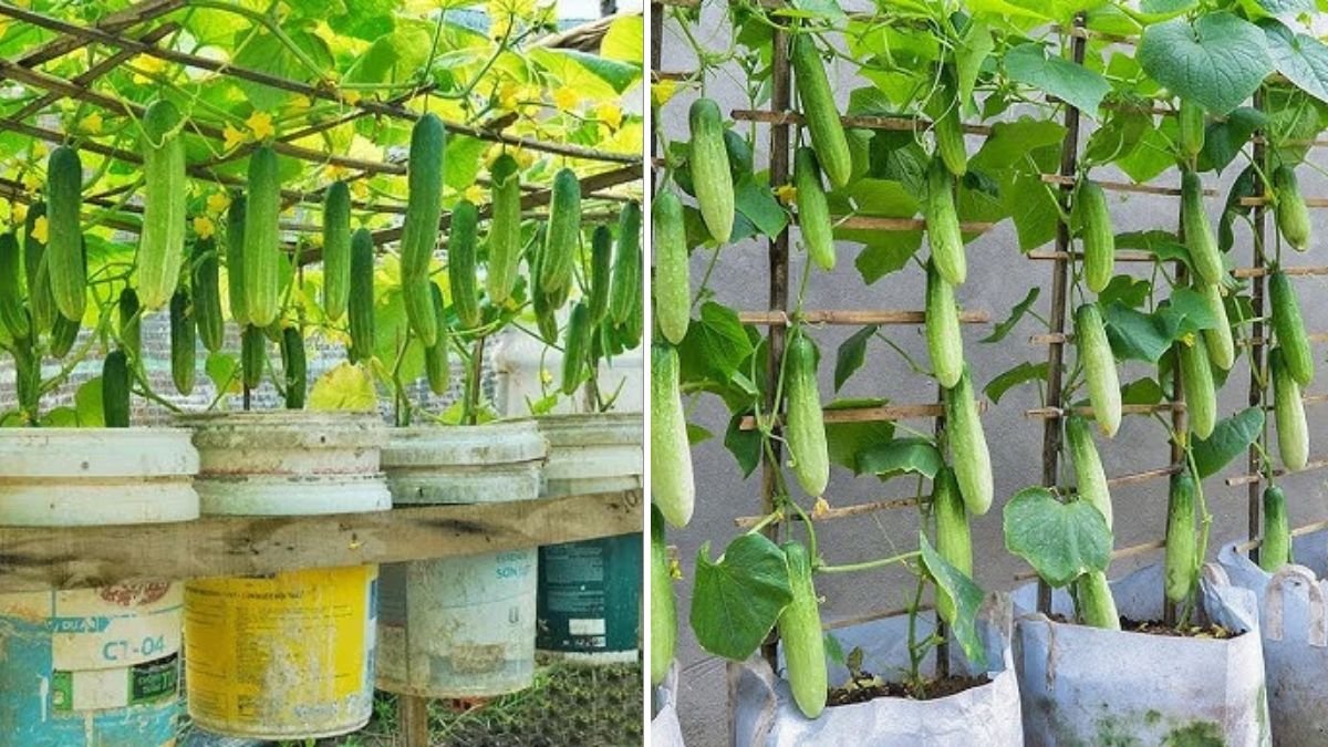 How to Grow Cucumbers in Plastic Containers Using Kitchen Waste | Eco-Friendly Gardening