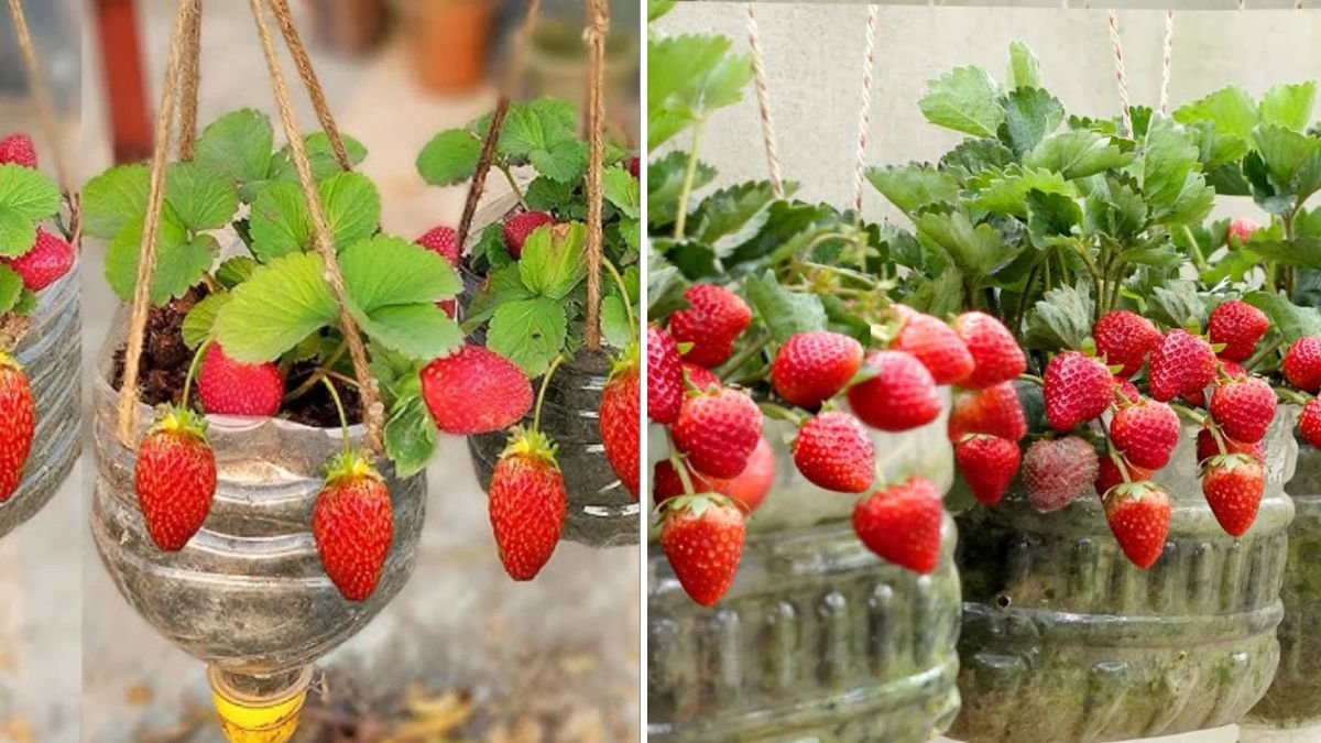Turning Plastic Bottles Into a 3-Story Strawberry Filled Hanging Garden