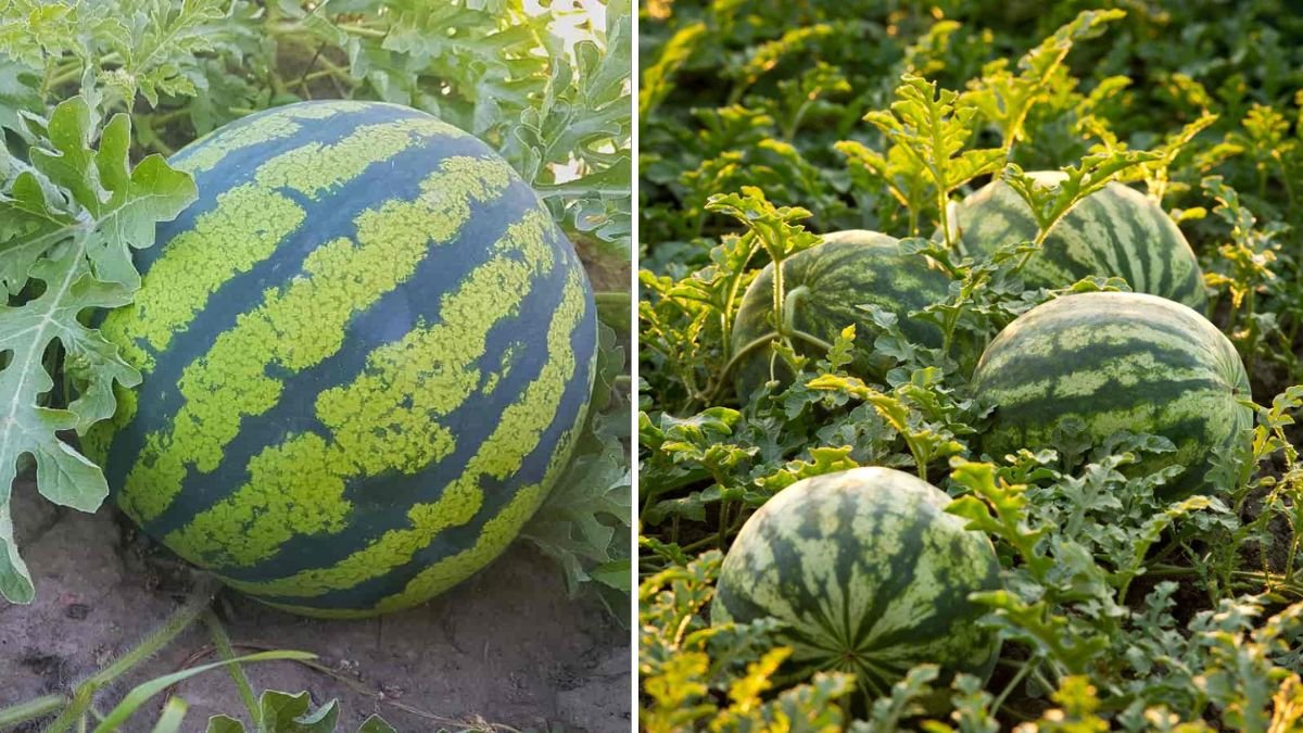 Instructions: The Easiest Way to Grow Tons of Sweet Watermelons at Home