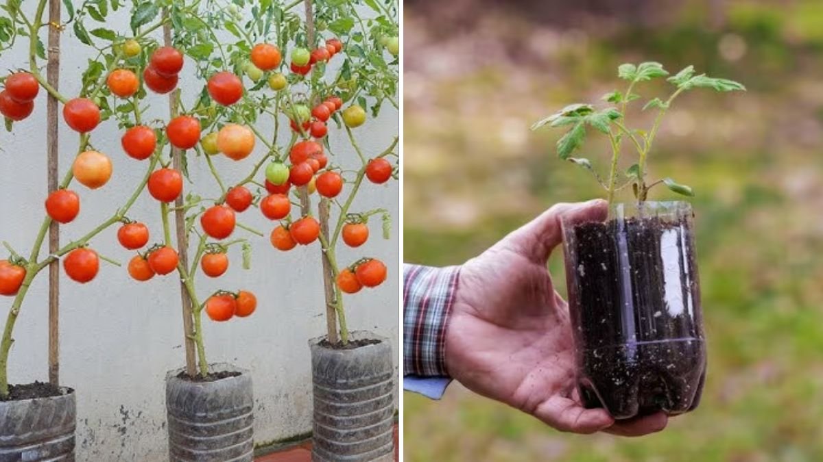 Grow Tomatoes in Plastic Bottles at Home for Healthy Veggies Using Simple Space-Saving Methods