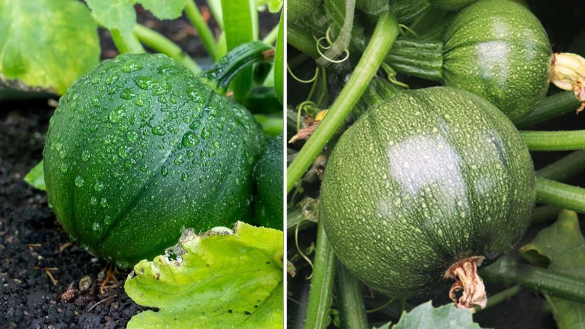Reuse Diaper Bags To Grow Super Fruit Zucchini