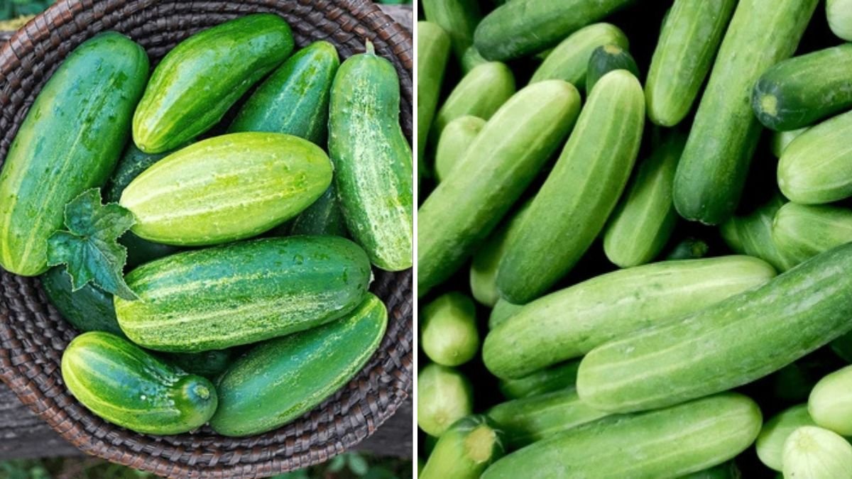 How To Grow Cucumbers In Plastic Containers To Produce Maximum Yield