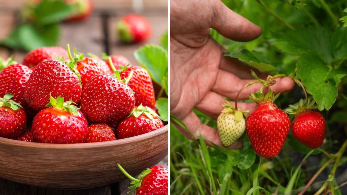 Maximize Strawberry Harvest: How to Grow Juicy Strawberries in Milk Cans Quickly and Abundantly
