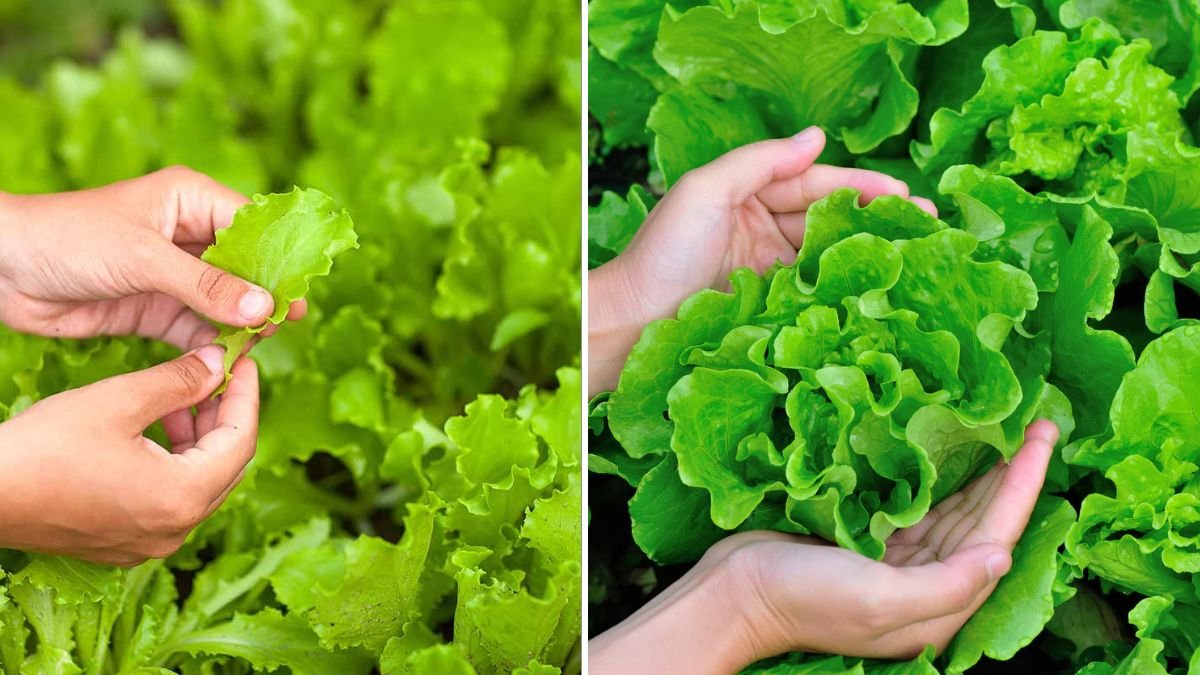 How to Grow Lettuce in Nutrient-Rich Green Plastic Bottles for Faster, Healthier Harvests