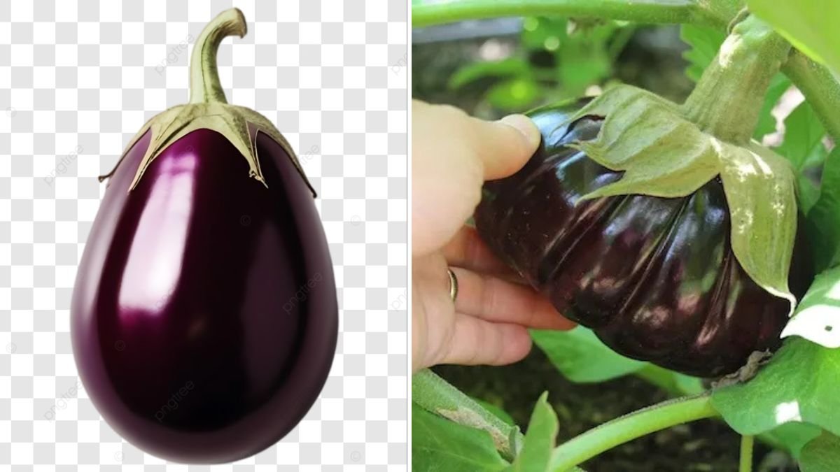 Plastic Bottle Eggplant Hack Shocks Gardeners With Bigger Fruits in Small Spaces
