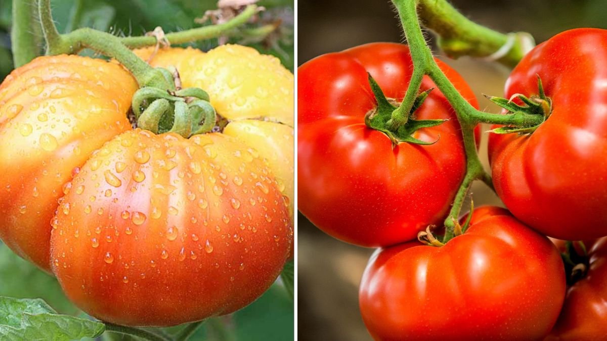 I Grow Tomatoes in Plastic Buckets and Harvest More Than Ever Before