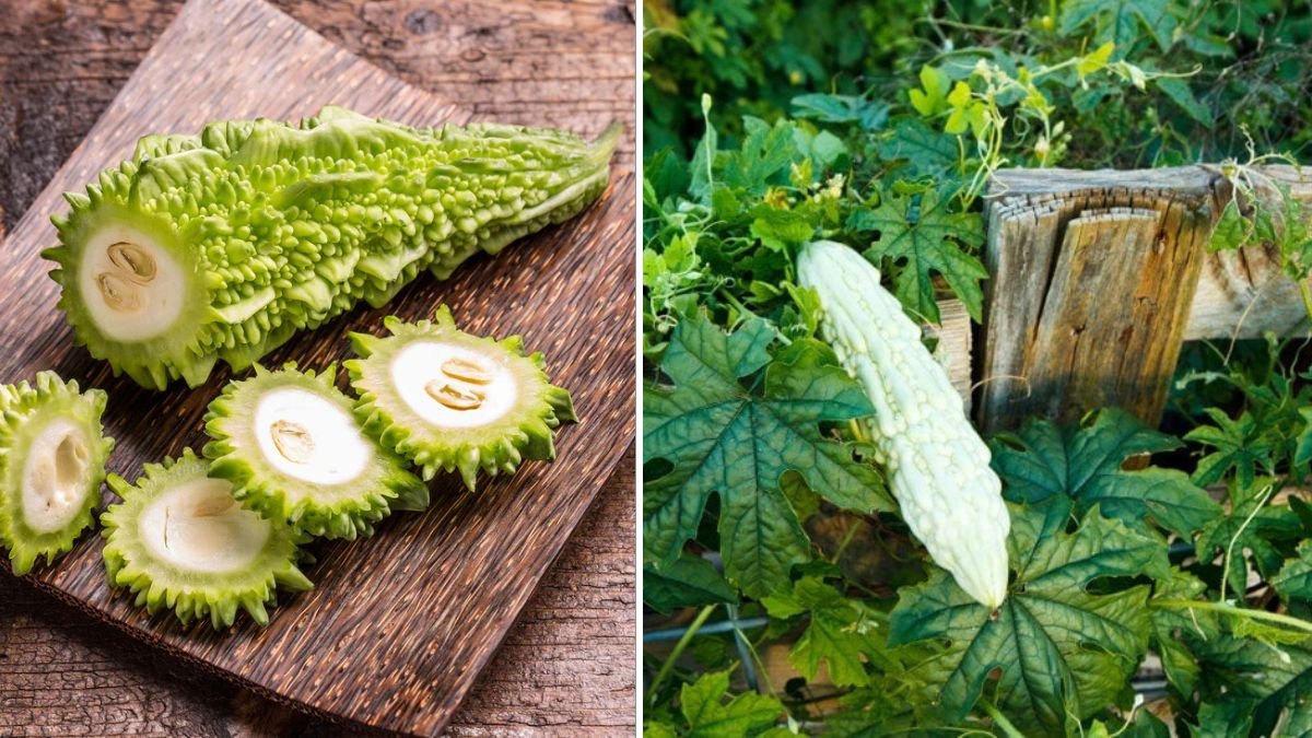 Grow Bitter Melon Fast in Plastic Tubs: Easy Method for Super High Yields at Home
