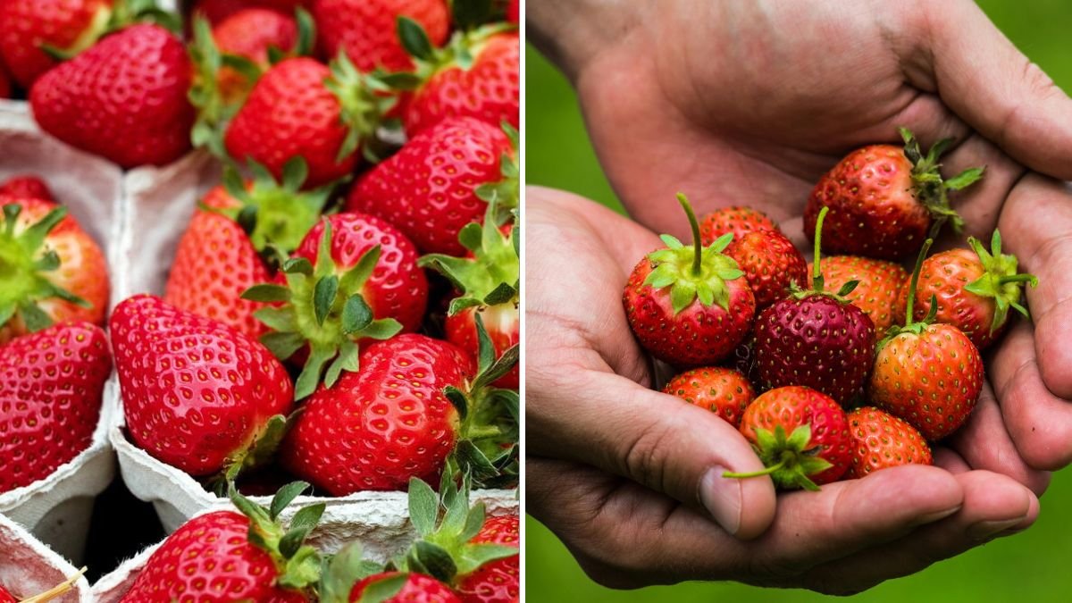 How to Grow and Harvest Strawberries on an Old Wall – Easy Urban Gardening That Produces Sweet Fruit