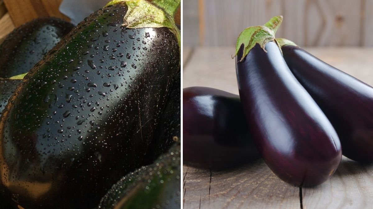 Unbelievable Way to Grow Eggplant and Carrots at Home (Even Without a Garden!)