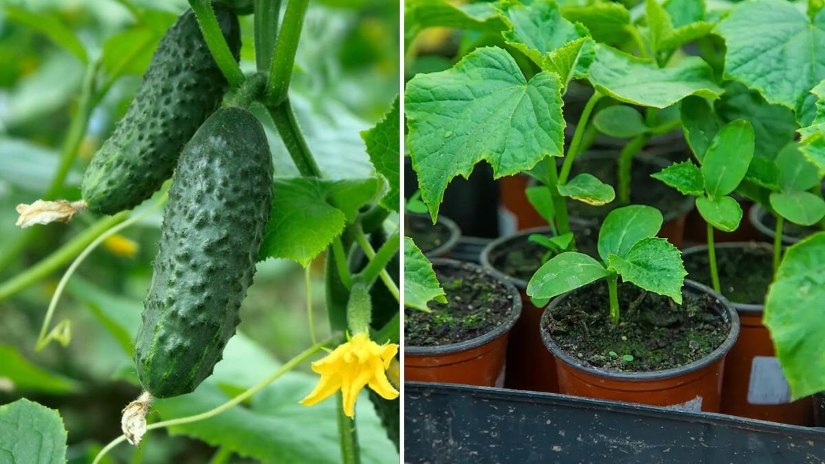 Genius Garden Hack: Grow Cucumbers in Recycled Plastic Pots for Huge Harvests