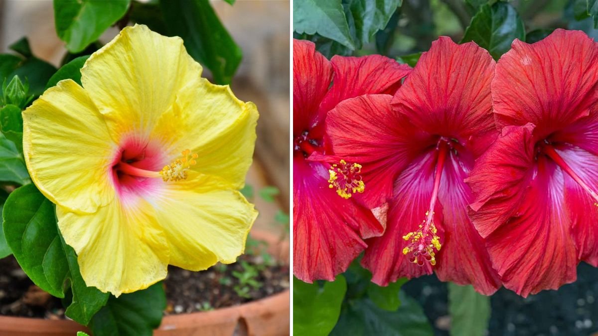 Ultimate Guide to Growing Hibiscus in Pot for Beginners