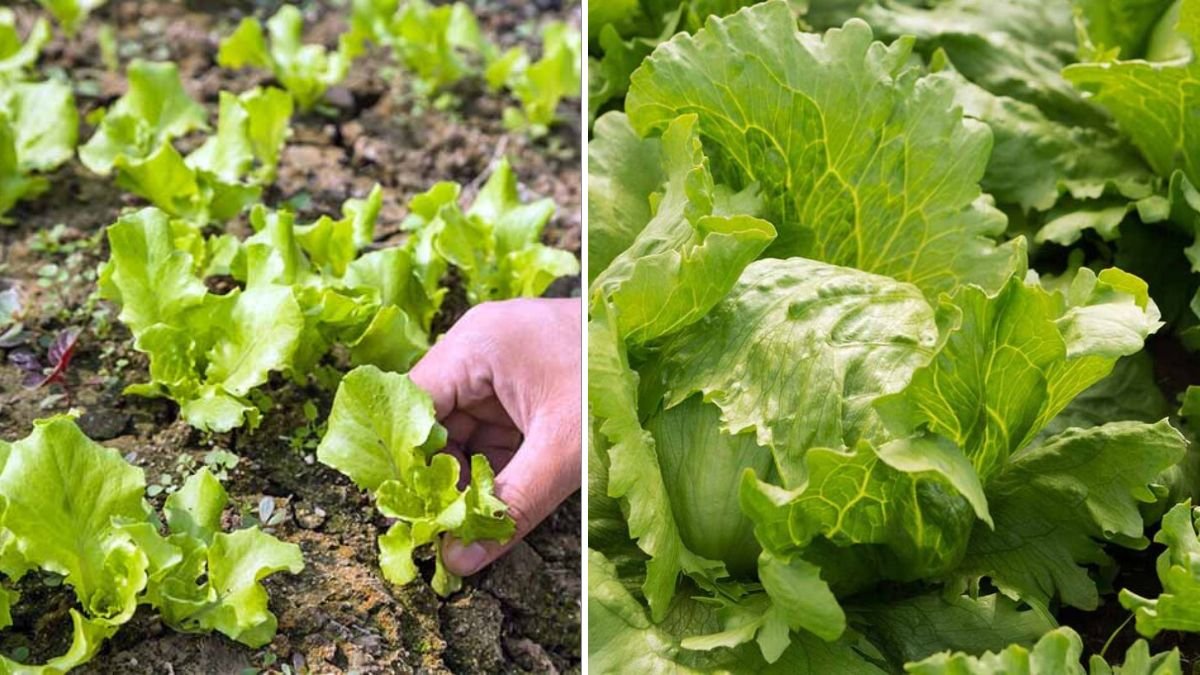How to Successfully Grow Iceberg Lettuce in Containers for Urban Gardening Enthusiasts