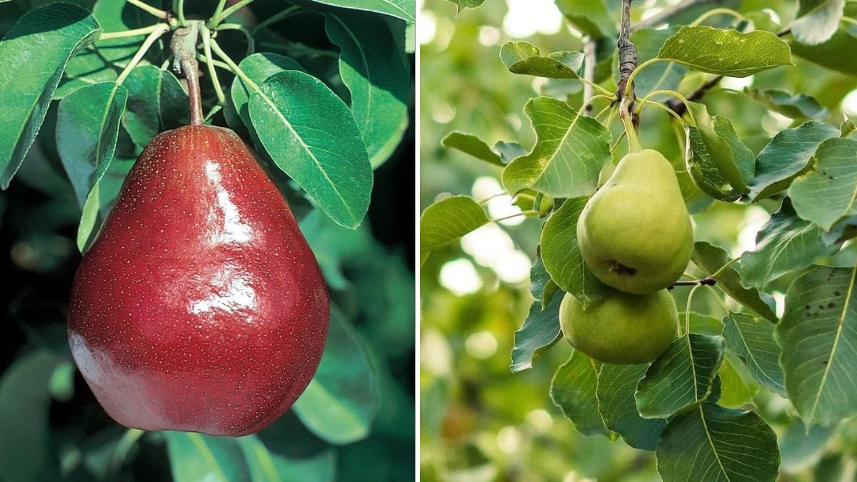 The Ultimate Guide to Successful Cultivation of Anjou Pear Trees in Canadian Climates
