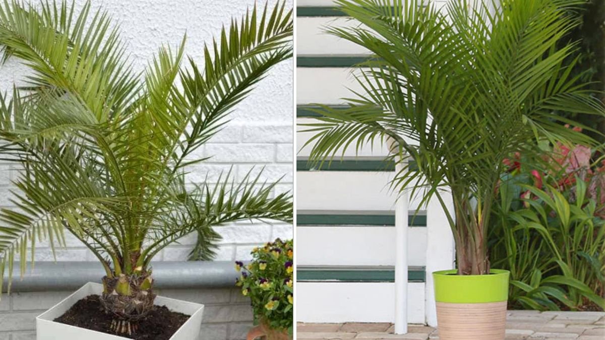 Simple Steps to Successfully Cultivate Majesty Palm Outdoors for Lush Greenery All Year Round