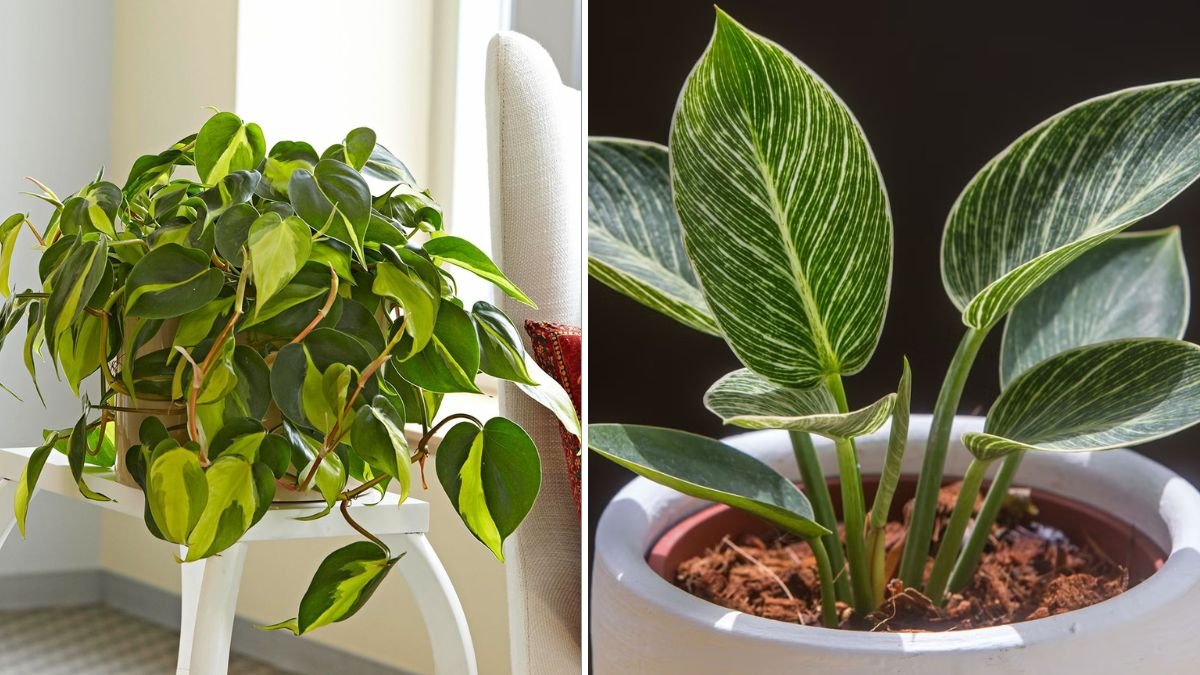 How to Successfully Cultivate Philodendron Brasil in Your Indoor Space