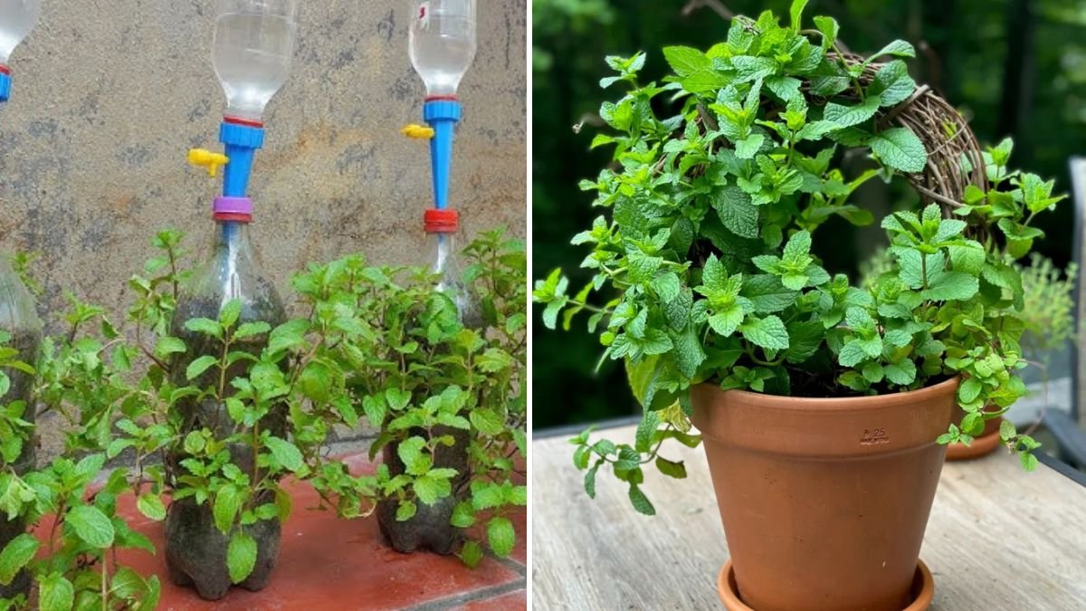 Discover the Simple Trick to Successfully Root Mint in a Water Jar for Home Gardening Enthusiasts
