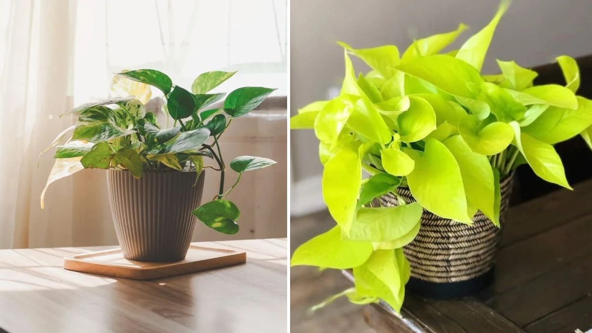 How to Successfully Grow Neon Pothos at Home for Vibrant Indoor Decor