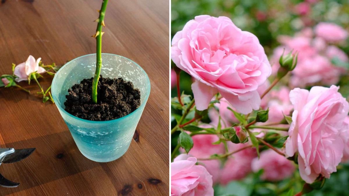 Easy Guide to Growing Roses from Stem Cuttings for Beginners