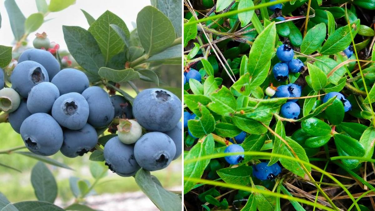 The Ultimate Guide to Successfully Growing Highbush Blueberries in Containers