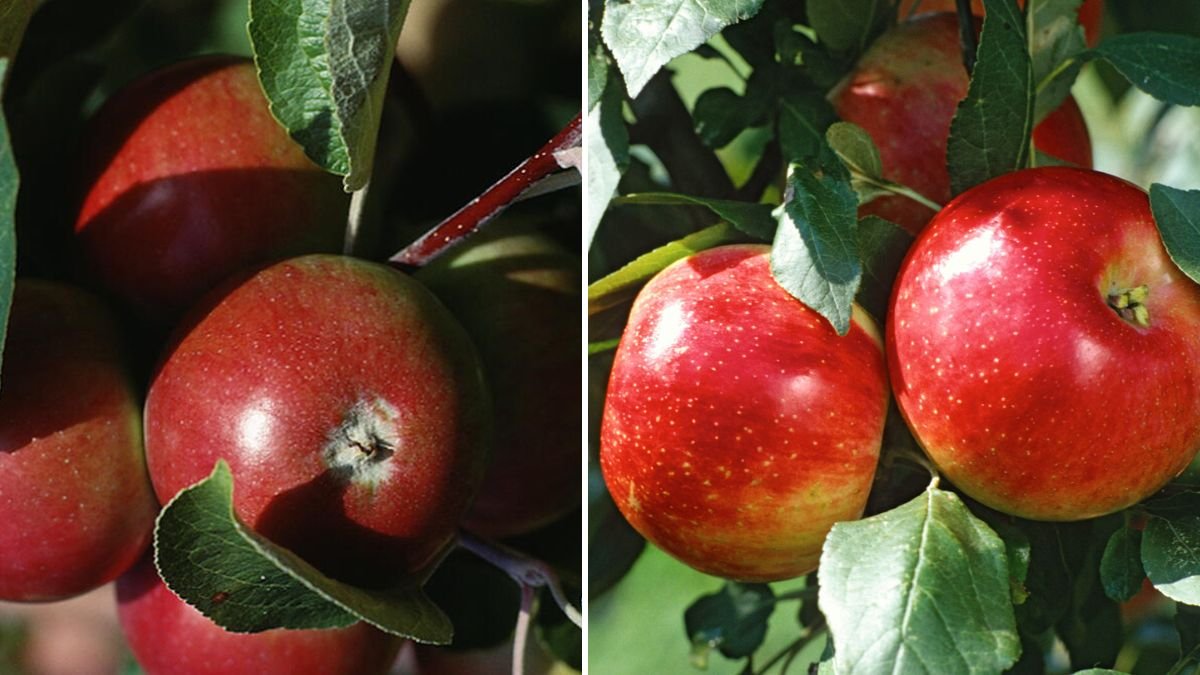 Essential Tips for Successfully Growing Haralson Apples in Your Backyard