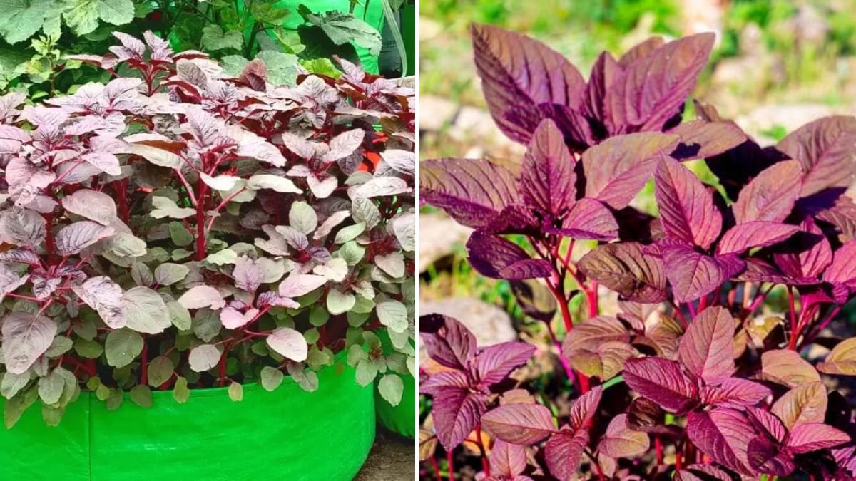 How to Successfully Grow Lal Bhaji in Pots with Simple Techniques for Optimal Growth