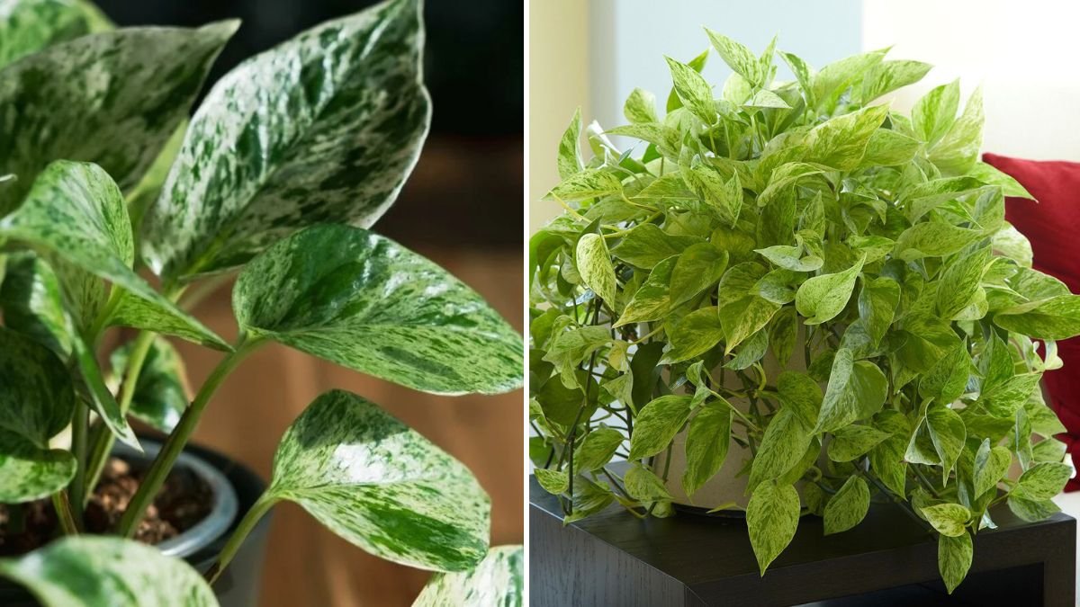 Best Tips for Successfully Growing Marble Queen Pothos Indoors with Minimal Effort