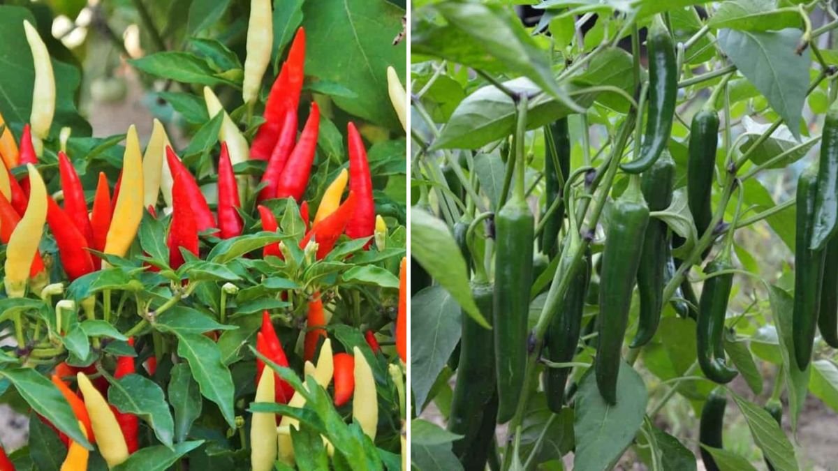 Best Techniques for Growing Red Chilli at Home for Maximum Yield