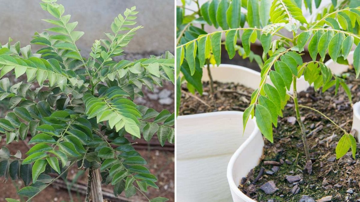 How to Successfully Grow Curry Leaf Plants from Stem Cuttings at Home
