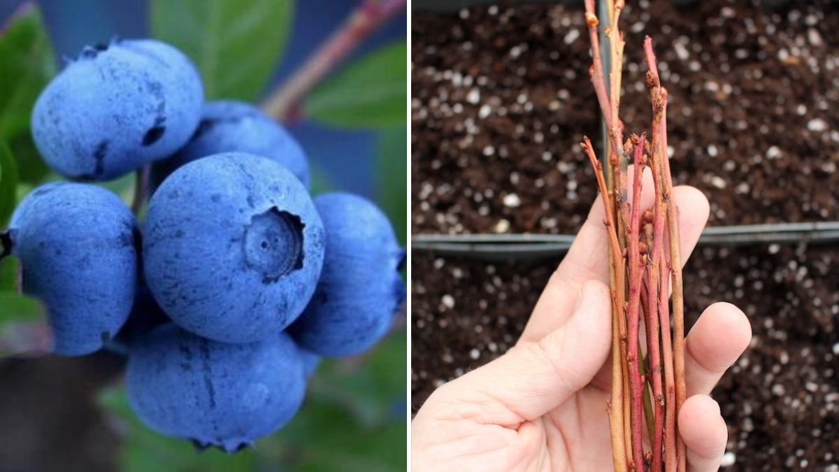 Best Techniques for Successfully Growing Blueberry Plants from Cuttings in Your Backyard Garden