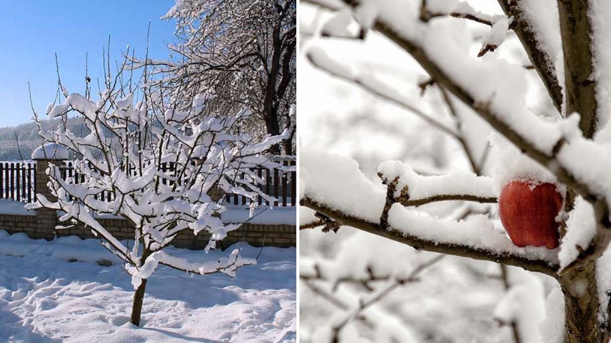 Ultimate Guide to Successfully Growing Snow Apple Trees in the Canadian Climate