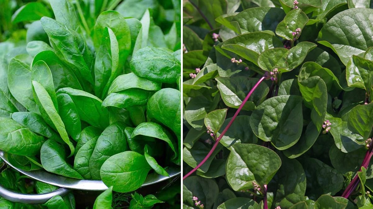 A Comprehensive Guide to Growing Red Spinach Leaves at Home with Simple Techniques