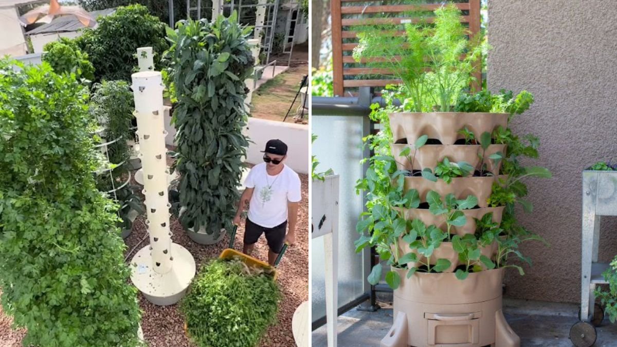 Coriander Tower Gardening: How to Grow Fresh Coriander Vertically in Small Spaces