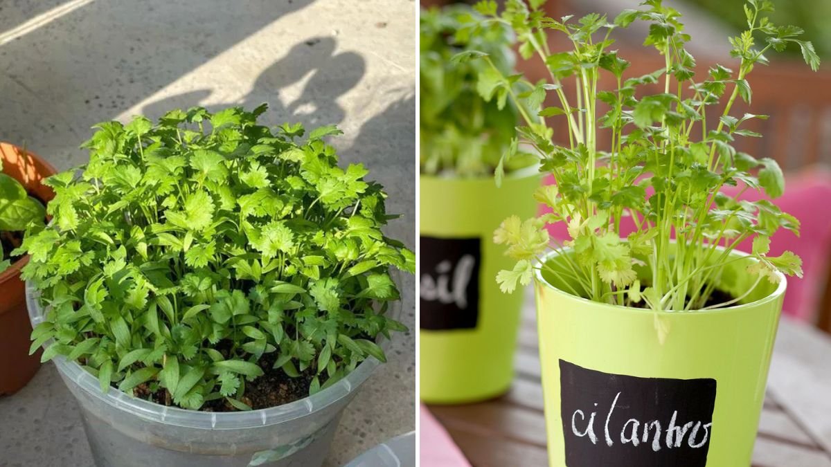 Growing Cilantro at Home: Complete Guide for Fresh Leaves All Year
