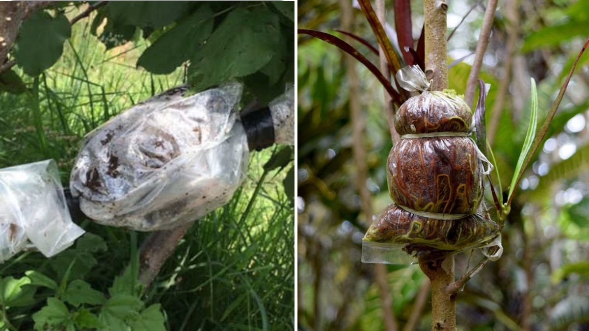 Tip for Creating Seedlings by Air: Simple Air Layering Methods for Strong and Healthy Plants