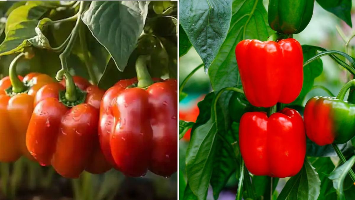 Increase Pepper Production Naturally: Proven Techniques for Higher Yield, Bigger Fruits, and Healthier Plants