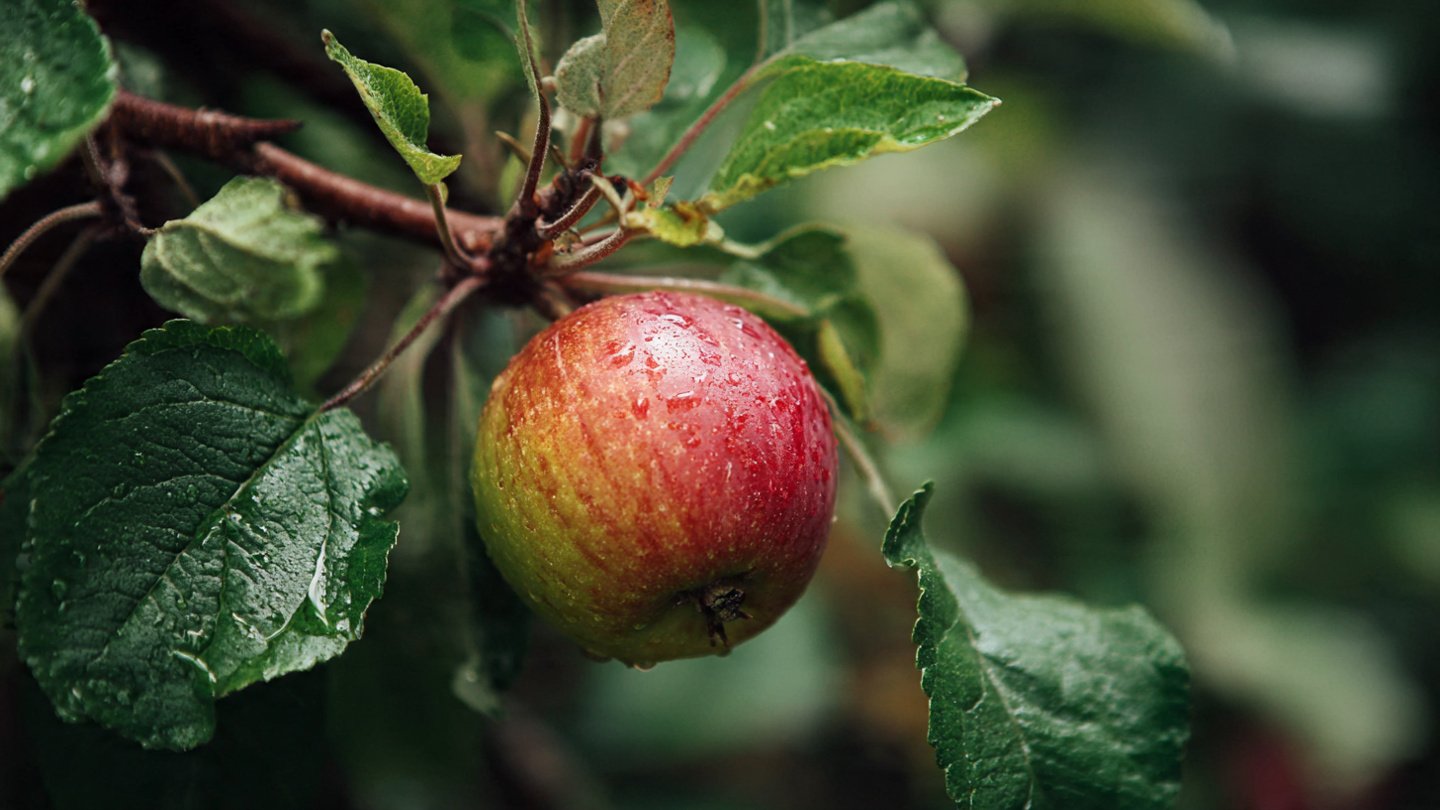 Simple Steps for Growing Apple Trees from Seed in Canada Without Complicated Techniques