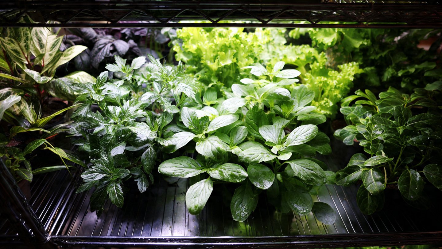 Can You Easily Grow Asian Greens Indoors? Discover the Ultimate Hack!