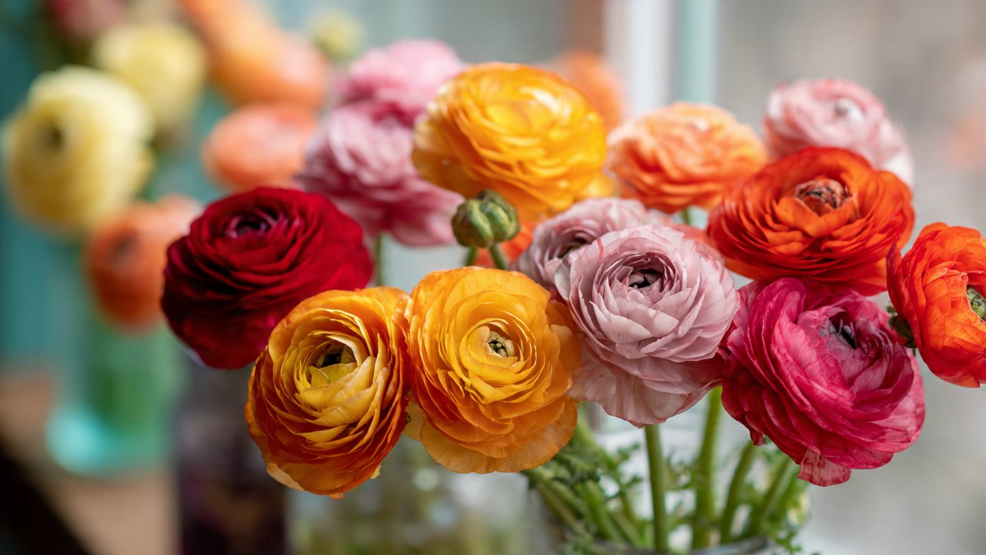 A Comprehensive Guide to Easily Grow Beautiful Ranunculus Flowers at Home