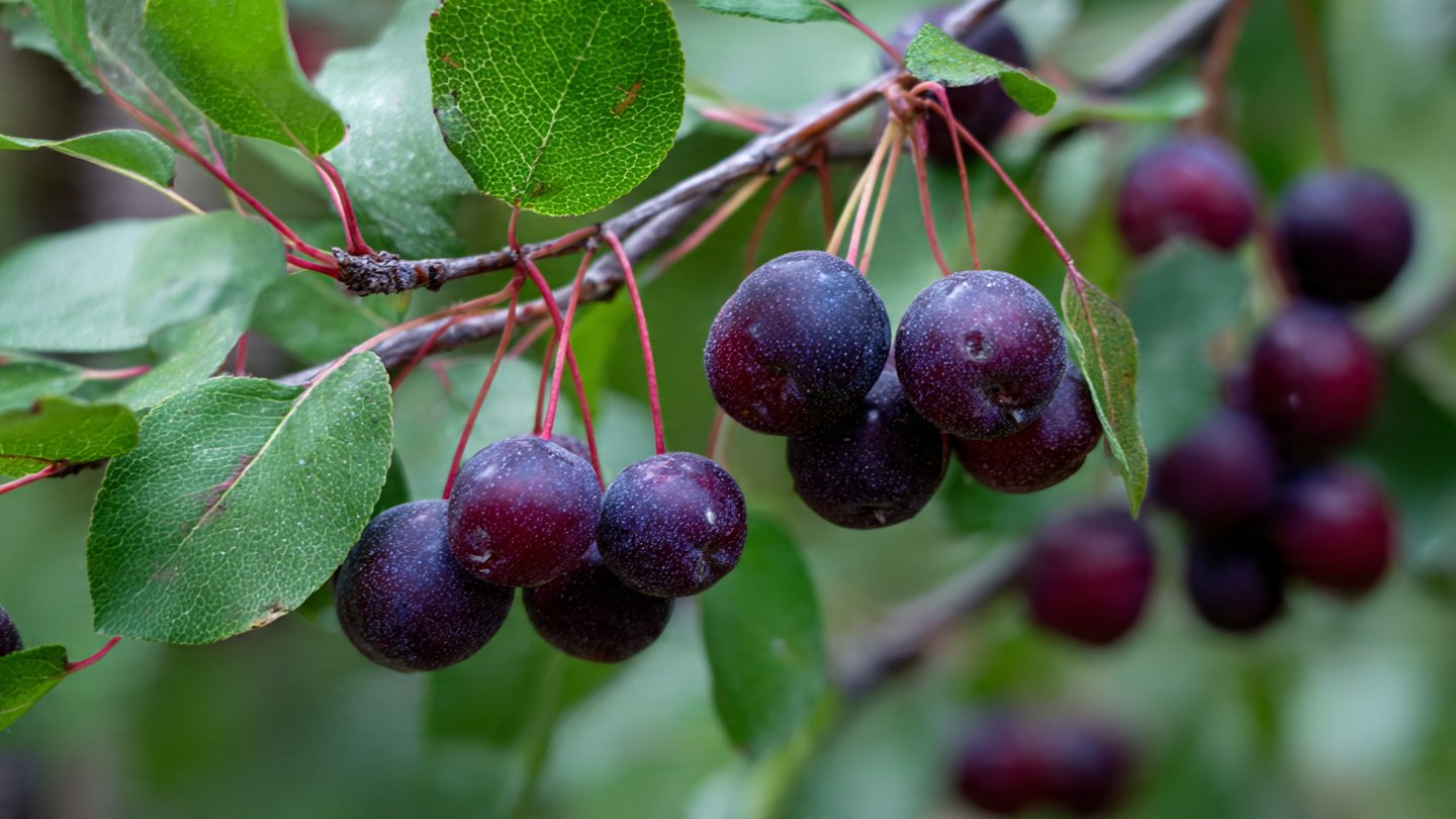 Best Method to Grow Juneberry for Maximum Fruit Yield