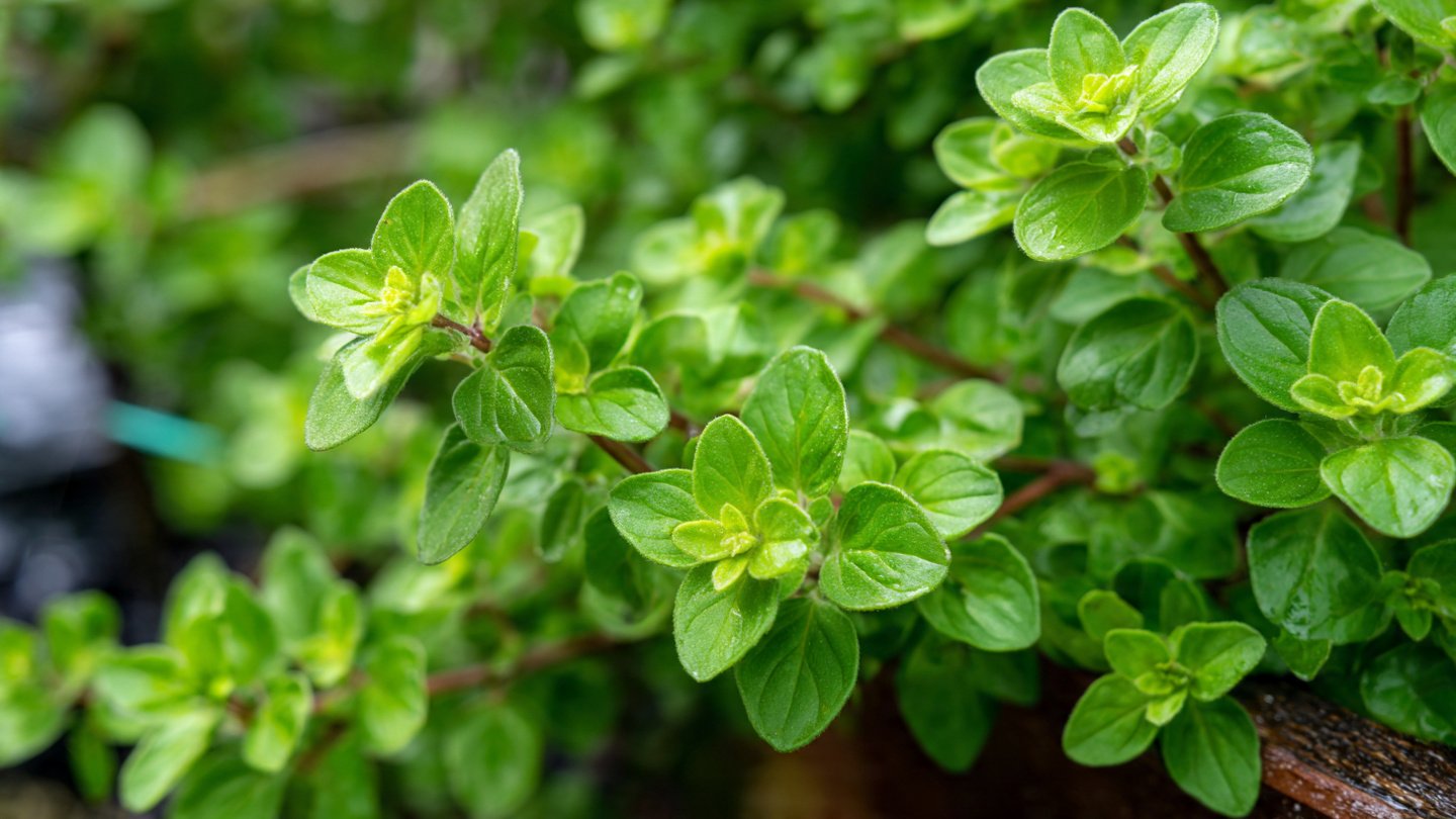 How to Master the Bushy Oregano Plant Organic Care Method for a Thriving Garden