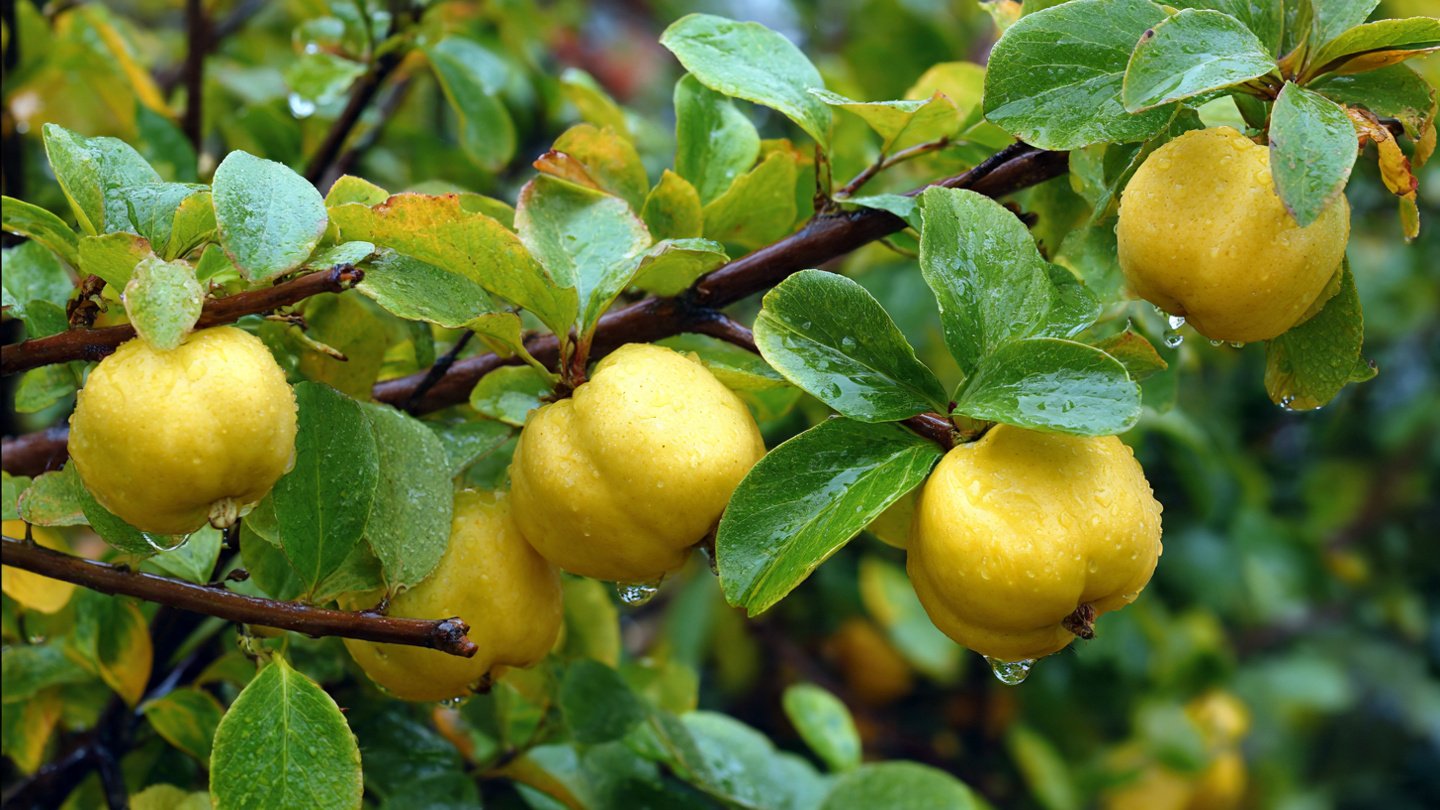 Comprehensive Guide to Successfully Growing Quince Trees in Canadian Climates