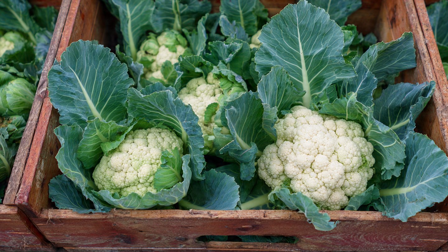 Simple Steps To Successfully Grow Cauliflower In A Container Garden