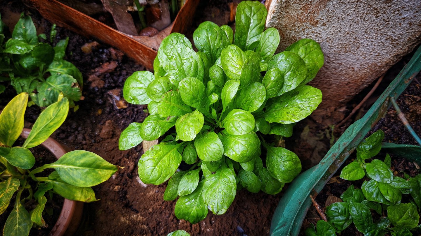 Ultimate Guide to Growing Desi Palak at Home for Fresh Greens